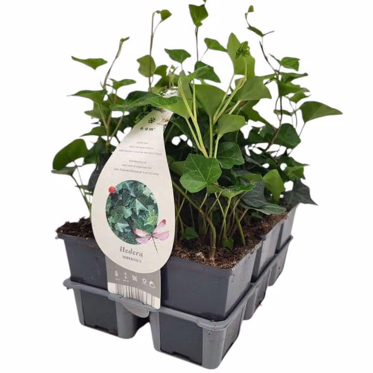 Hedera hibernica Ierse Klimop - Groenblijvende Bodembedekker - 12 stuks - Groen