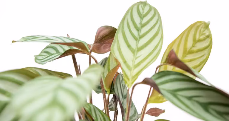 Calathea Compactstar - 70 cm