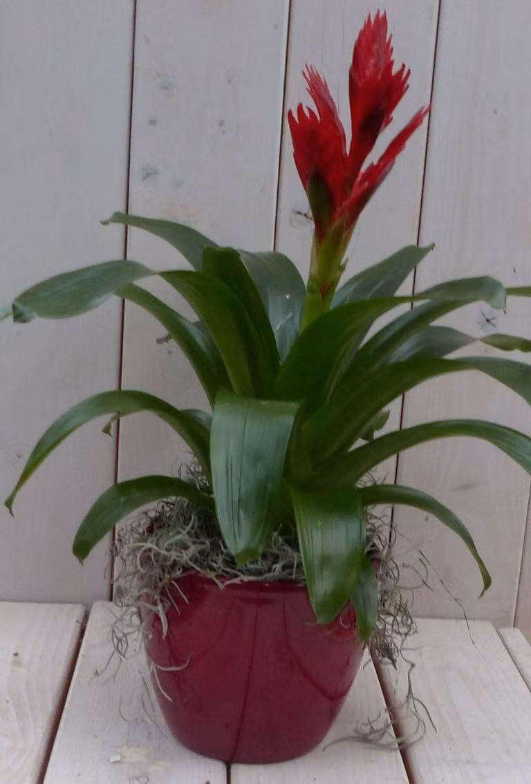 Bromelia rode pot 30 cm Warentuin Natuurlijk Edelman