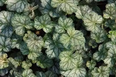 6 x Heuchera hybr. Mint Frost - Purperbloemige korrelbloem - Potmaat: 9 x 9 cm