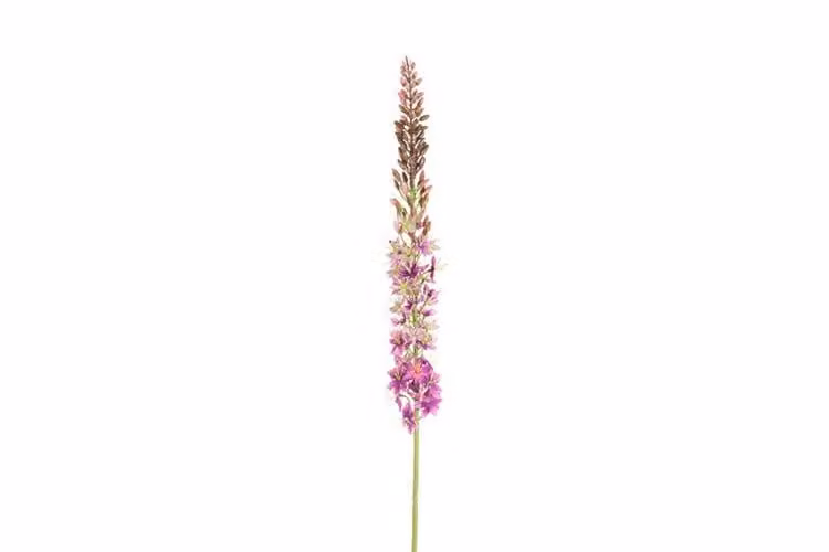 Countryfield zijden Eremurus bloem paars, 107 cm