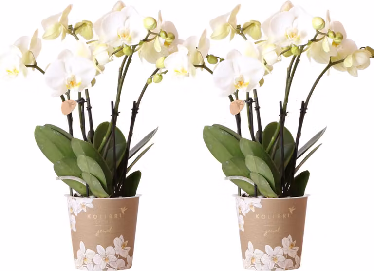 Kolibri Orchideeën Combi Deal - 2 Witte Phalaenopsis Kamerplanten - Potmaat Ø12cm