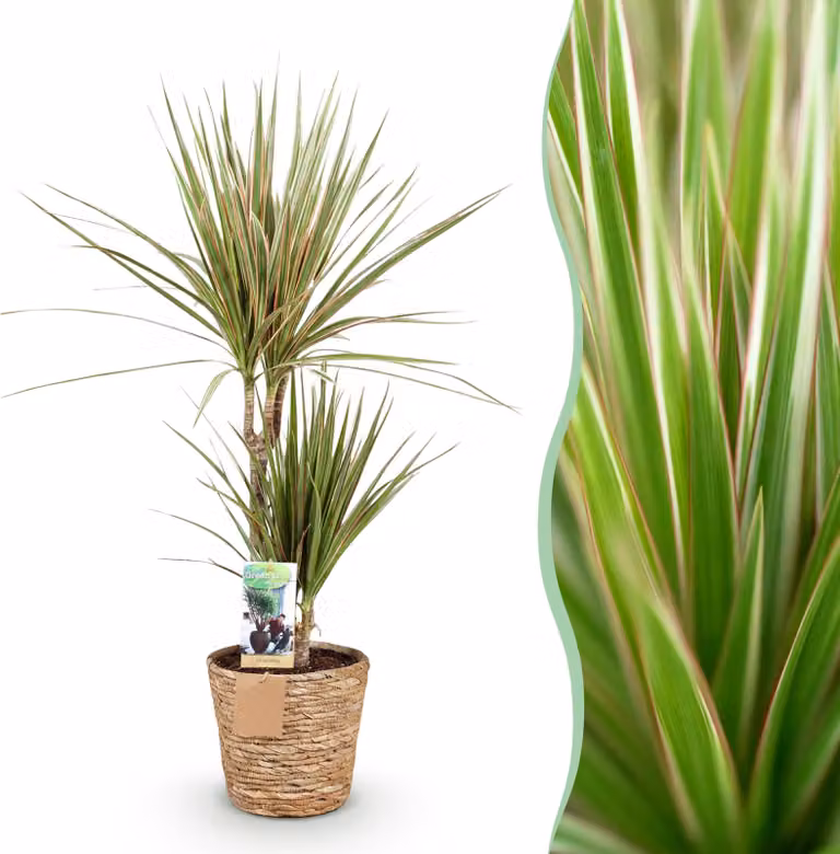 Dracaena Marginata Bicolor Drakenbloedboom met mand - Groen - Hoogte: 70-75 cm, Diameter: 17 cm - Kamerplant van Pflanzenboutique