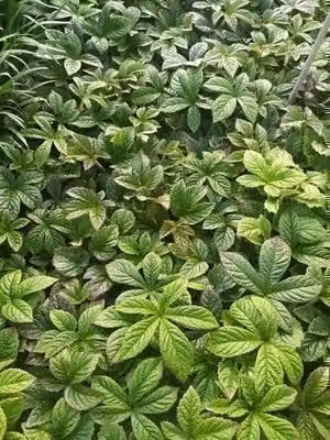 6x Rodgersia pinnata Dark Pokers - Kijkblad - 9x9 cm pot