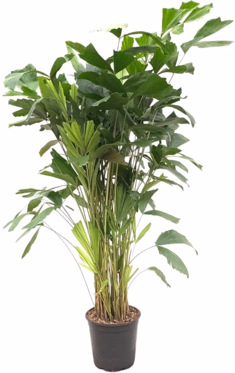 Caryota Mitis - 150 cm - ø27 cm