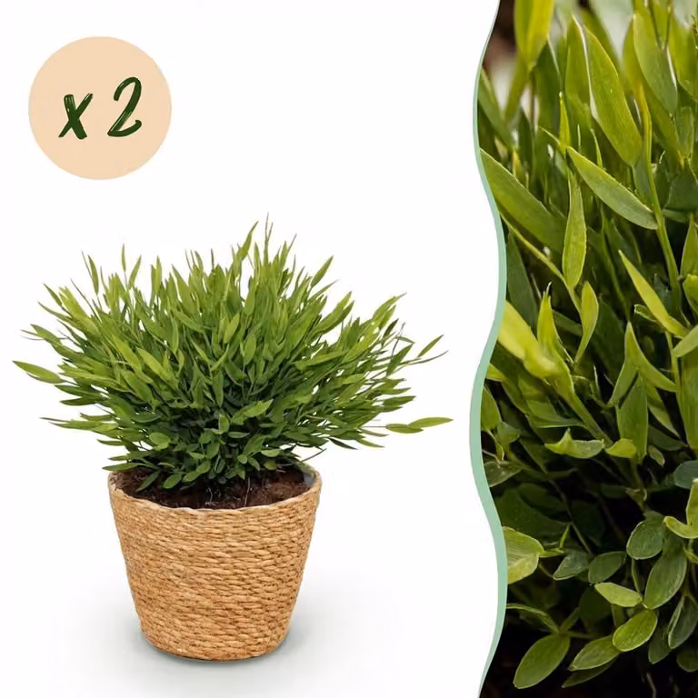 Bamusa Pogonatherum Monica Bamboegras Kamerplant - Groen - 2 stuks - met Mand - Pot 12 cm, Hoogte 20 cm