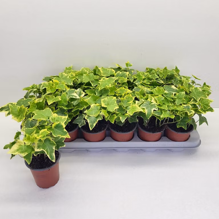 24 stuks Hedera Helix Goldchild klimop - geelbonte kamerplant voor opmaak en arrangementen