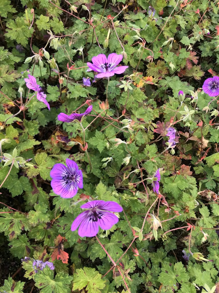 6x Geranium hybride Pink Penny Storchensnavel in pot van 9x9 cm van GRDplanten