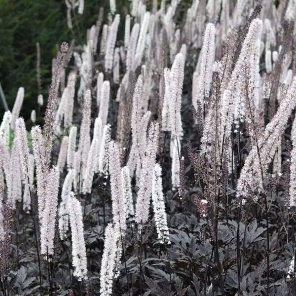 6 x September-sierkers Actaea simplex Brunette in pot van 9x9 cm van Arborix