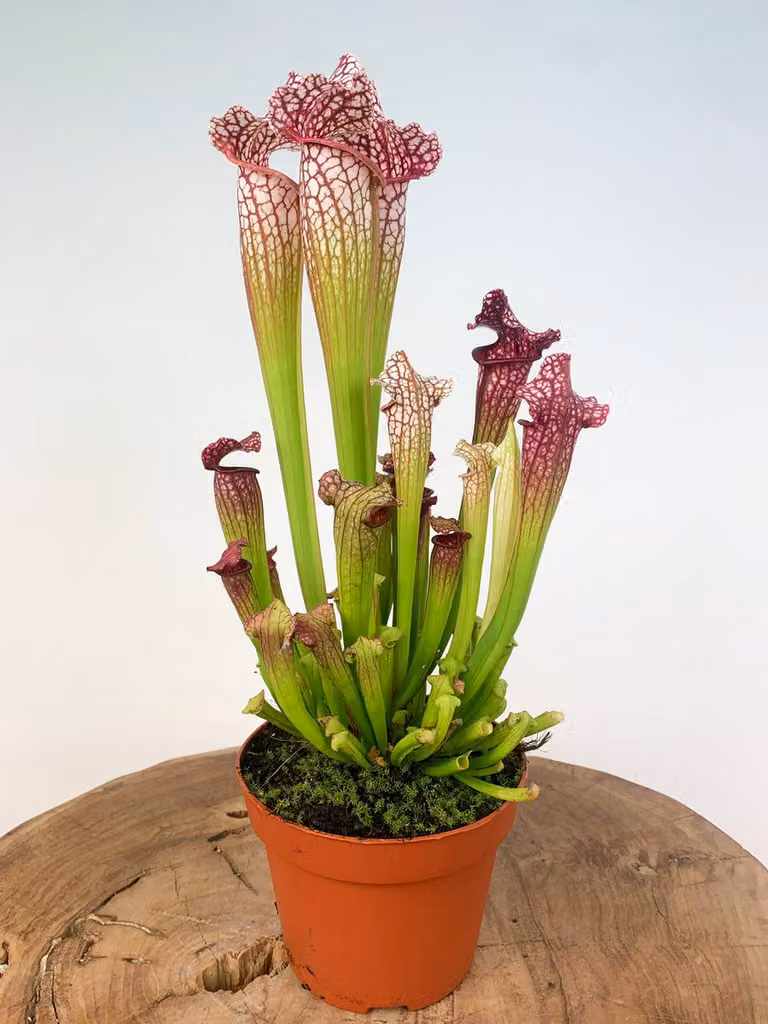 Trompetbekerplant Sarracenia Leucophylla - Grote vleesetende plant - Potmaat: ⌀ 12 cm, Hoogte: 30 cm