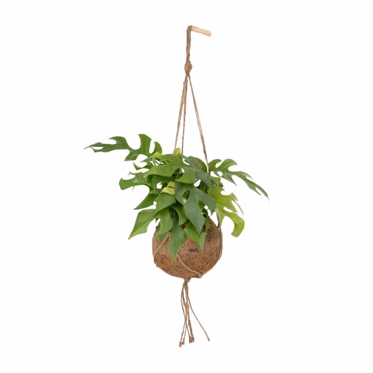 Kokodama Monstera Minima hangplant - Diameter: 15 cm, Hoogte: 25 cm