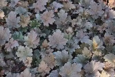 6x Heuchera hybr. Binoche met purperkleurige bloemen, pot van 9 x 9 cm, GRDplanten