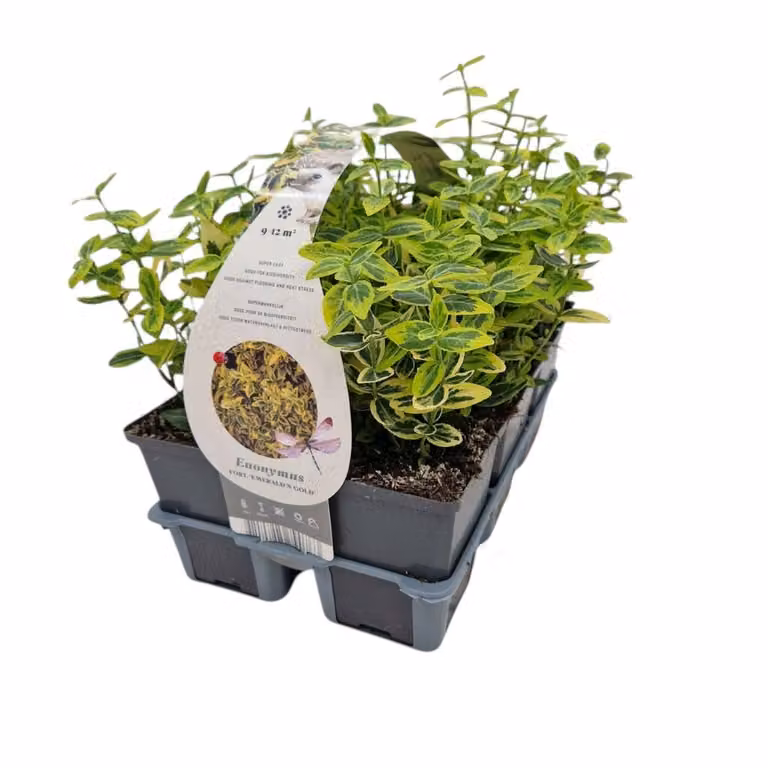 Euonymus fortunii Emerald n Gold Kardinaalsmuts van De Jong Tuinplanten