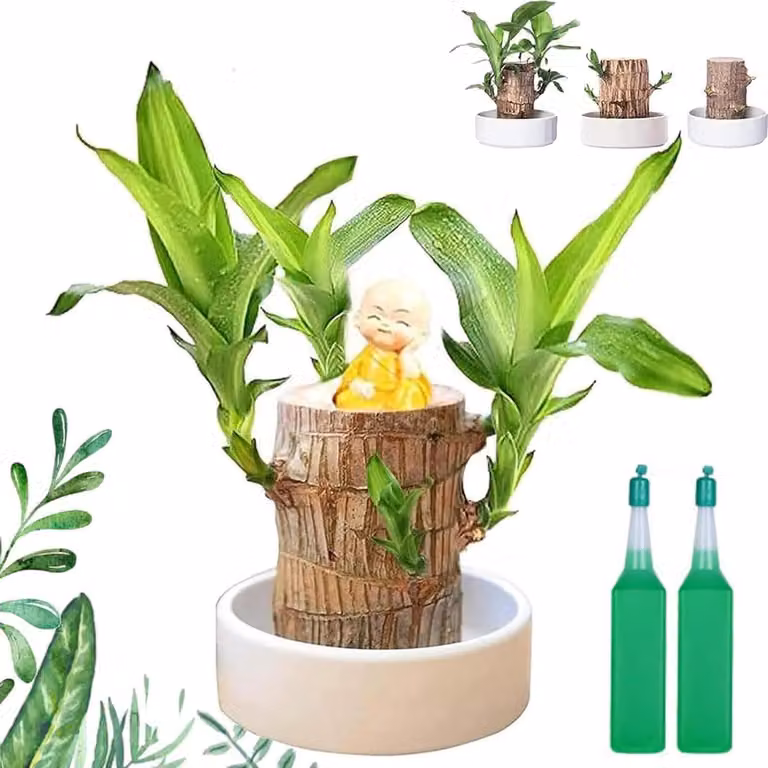 Mini Braziliaans Hout Geluksbamboe Plant in C-plastic Pot met unieke natuurlijke vorm