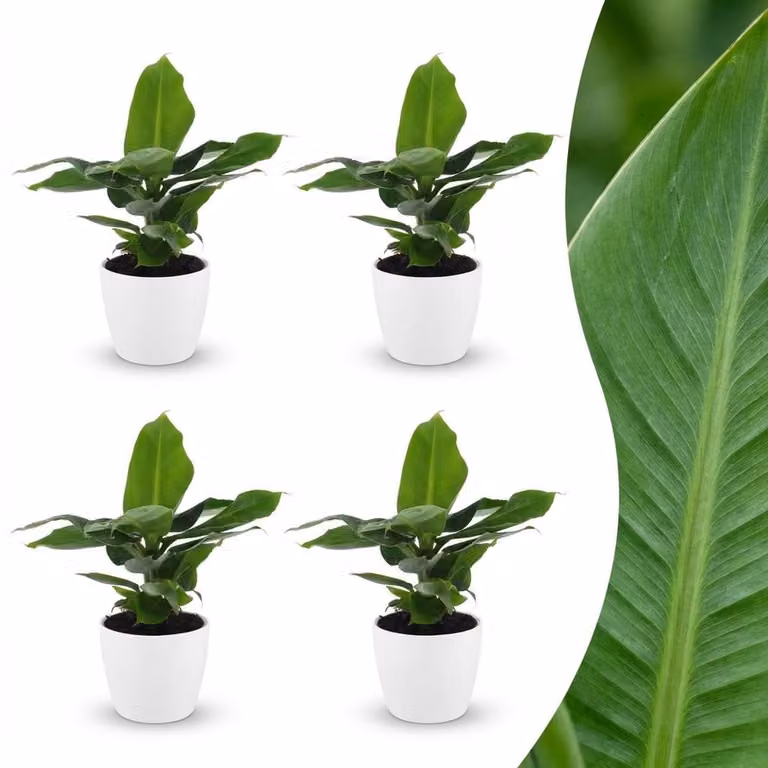 Green boutiQ Musa Oriental Dwarf Dwergbanaan - 4 stuks - met witte pot - Pot 12 cm - Hoogte: 30 cm