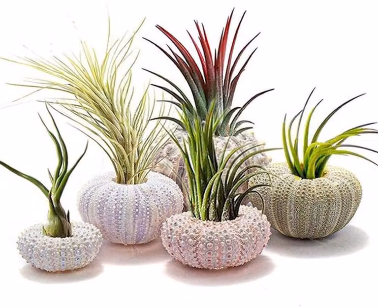 Set van 5 decoratieve zee-egel hangpotten voor vetplanten en luchtplanten