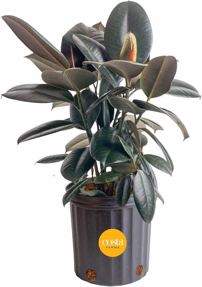Levende Fluisterboom Ficus Elastica voor Binnen - Grote Paarse Bladplant in Kweekpot