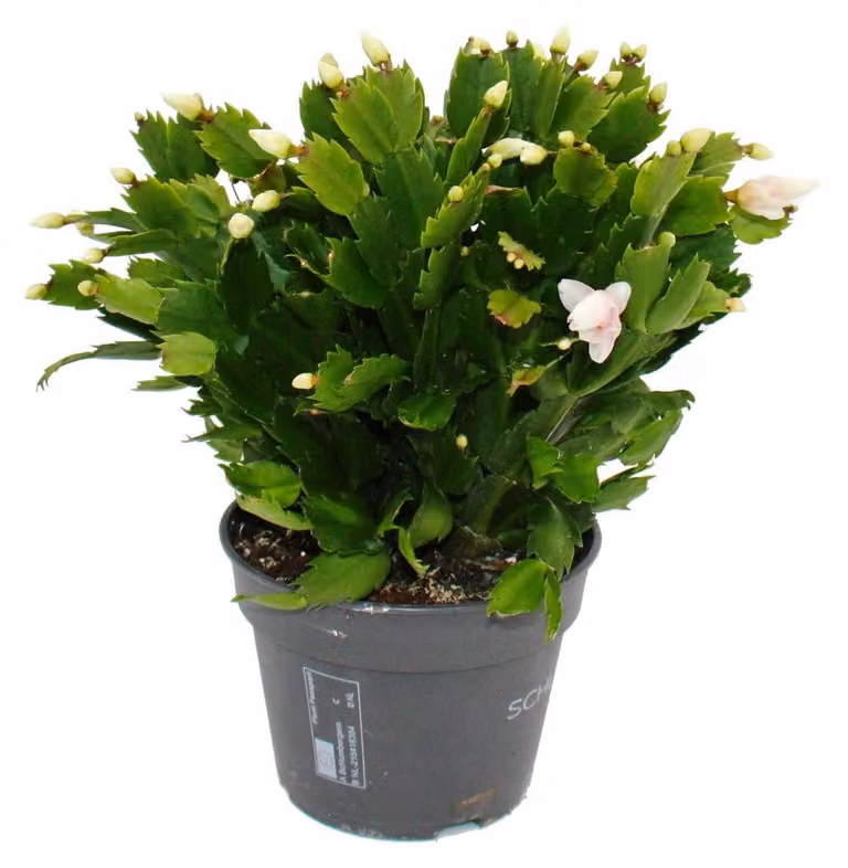 Exotenherz Grote kerstcactus Schlumbergera met witte bloemen, 25-35 cm hoog, 17 cm pot