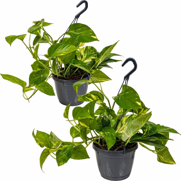 Bloomique Set van 2 Epipremnum Aureum Drakenklimop Hangplanten - Hoogte: 20-30 cm, Potdiameter: 15 cm