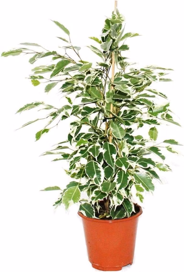 Ficus Twilight Berkenvijg Kamerplant met witkleurige bladeren in 12 cm pot