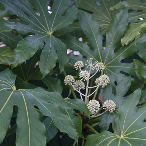 Arborix Fatsia japonica Zimmerplant in pot, 40-60 cm
