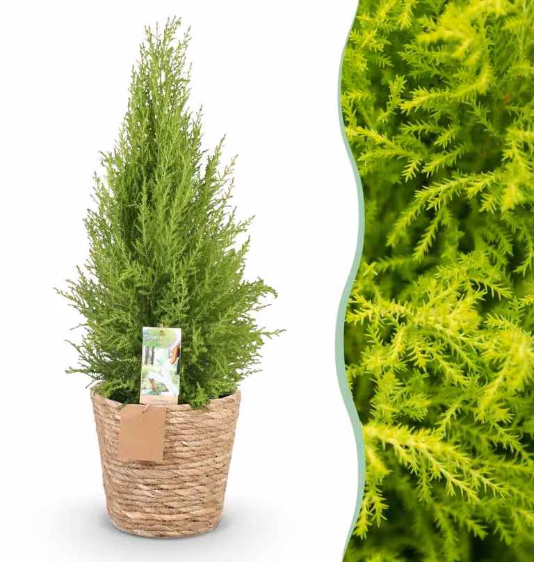 Cupressus Gold Crest Wilma conifeer met mand - Groen - Ø21 cm - 85-95 cm hoog