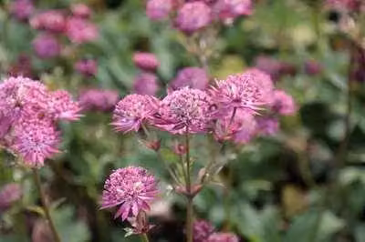 6 x Astrantia major Star of Beauty Sterrenbloem - Pot van 9 x 9 cm - GRDplanten