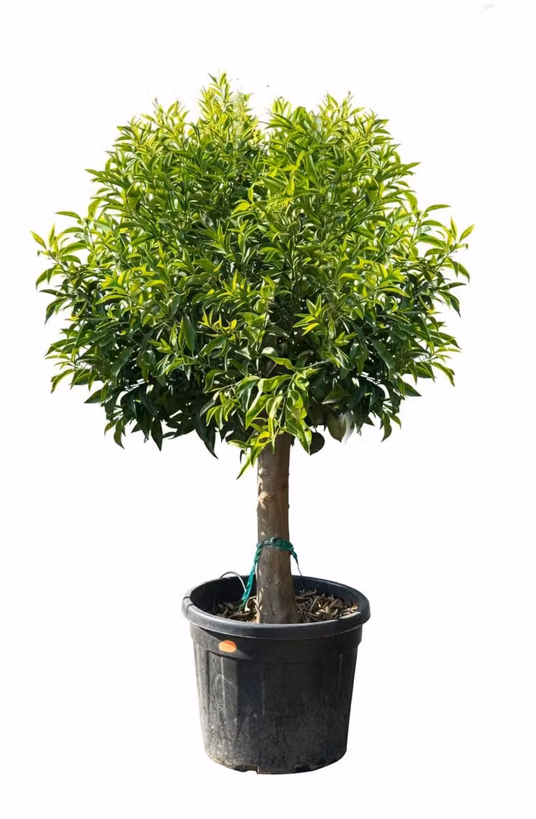 Sunny Tree Mandarijnboom Citrus Reticulata 180 cm voor binnen en buiten