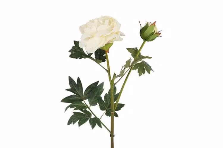Countryfield zijden bloem Paeonia D Parks wit 78 cm
