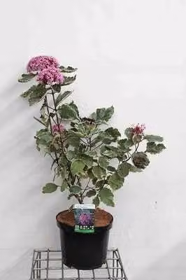 2 x Clerodendrum bungei Pink Diamond Kransenboom in pot, 60-80 cm