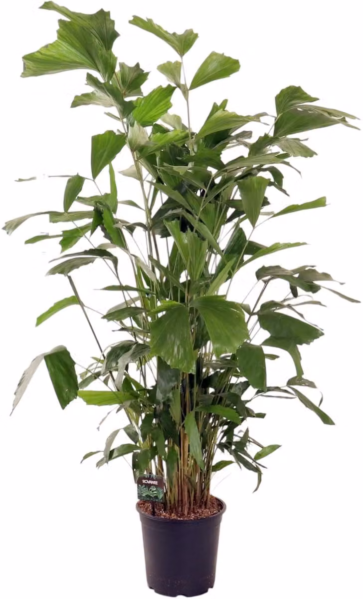 Caryota Mitis Visstaartpalm Kamerplant Hoogte: 130-150 cm, Potmaat: Ø24 cm