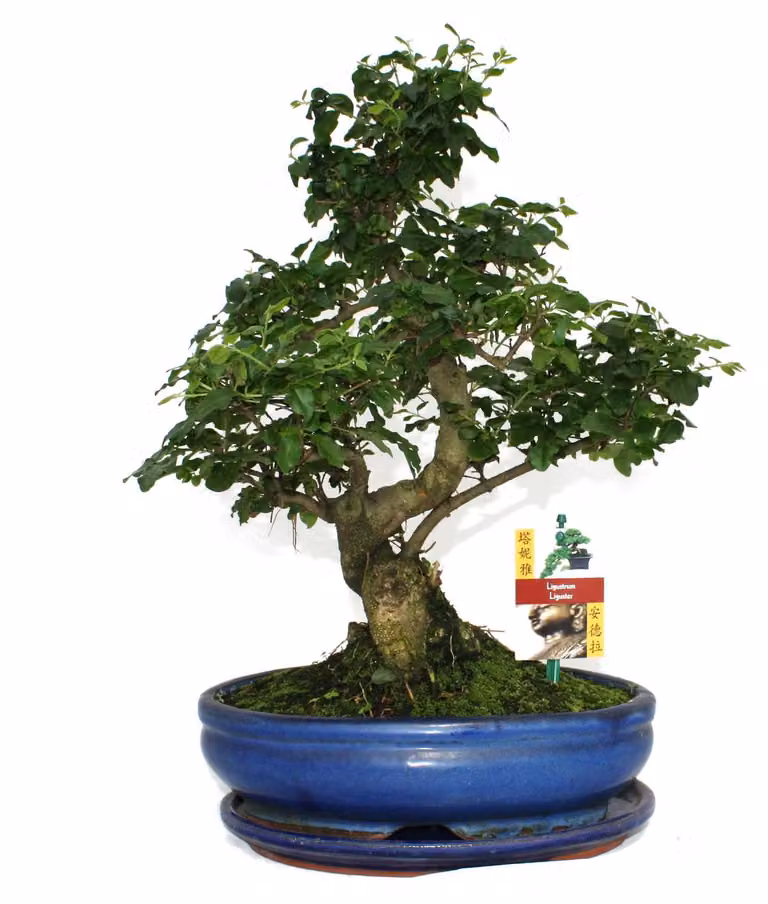 Exotenherz Bonsai van Chinese liguster - Ligustrum sinensis - ongeveer 10 jaar oud