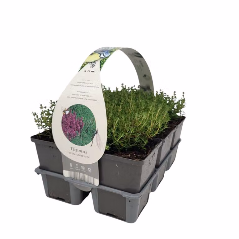 Thymus vulg. 'Compacta' - Echte tijm, groene en witte bloemen, vaste plant voor de tuin