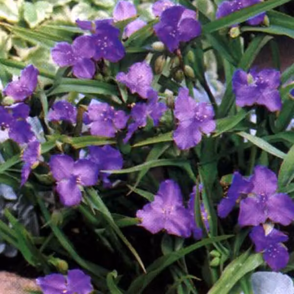 6x Tradescantia Leonora Dreimasterblume in pot van 9x9 cm door Arborix