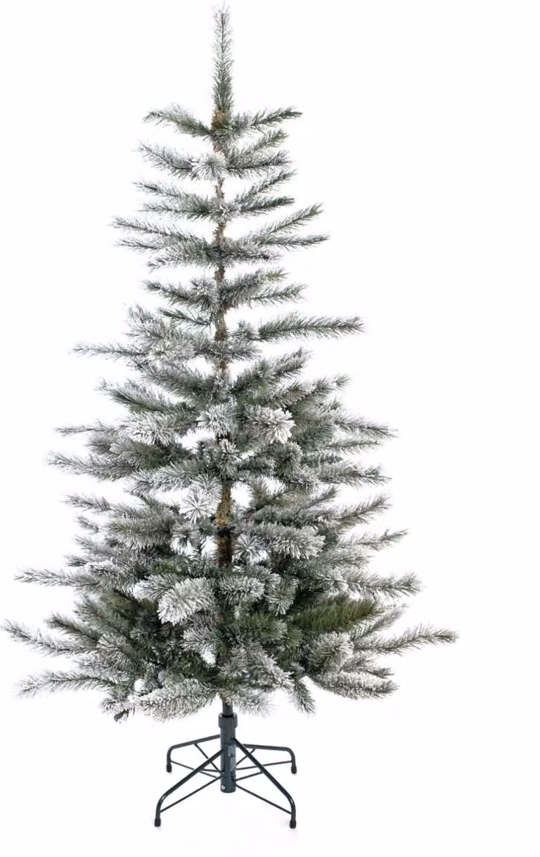 Evergreen Kerstboom Kiefer Frost, Hoogte: 150 cm, Breedte: 150 cm