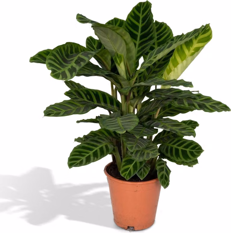 Calathea Zebrina Pauwenplant - Kamerplant - Hoogte: 80 cm, Diameter: 19 cm