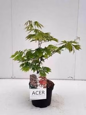 Japanse Esdoorn Acer japonicum Aconitifolium in pot van 30 cm