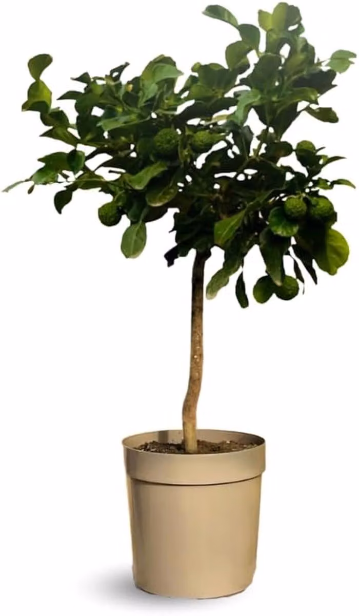Kaffir limoen citrusboom - Groen - Hoogte: 75-85 cm