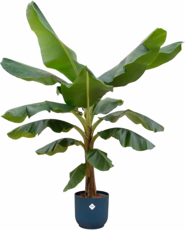 Bananenplant Musa met elho Vibes Fold Round blauwe plantenpot Ø30 - 180 cm