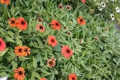 6 x Echinacea purpurea Julia Zonnehoed - Pot van 9 x 9 cm - GRDplanten