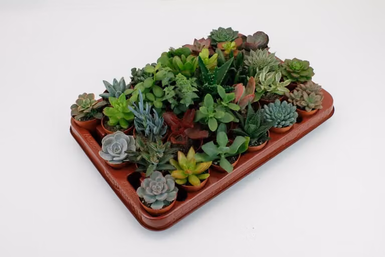 Plantenboetiek.nl Succulenten Mix 30 stuks Multicolor Kamerplanten Cactus en Vetplanten Diameter: 5,5 cm, Hoogte: 7 cm