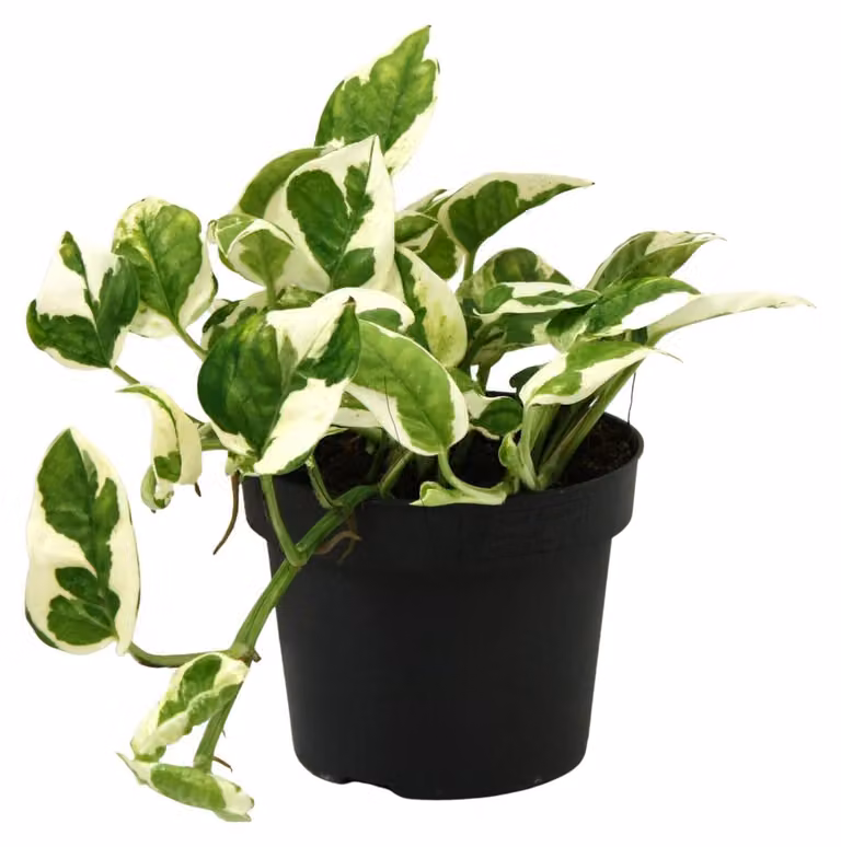 Scindapsus Epipremnum N'joy Kamerplant - Groen - Pothoogte: 12 cm, Potdiameter: 12 cm, Potinhoud: 15 cm