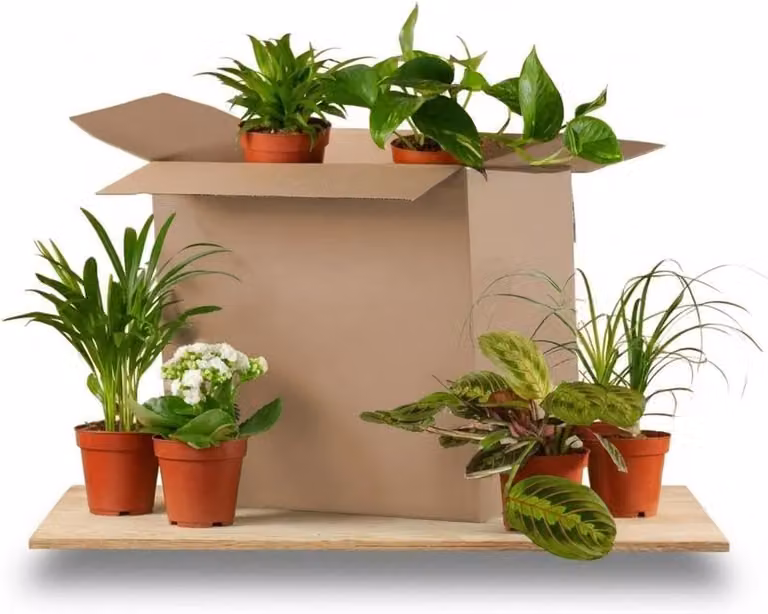 Set van 6 kamerplanten met weinig onderhoud in diverse maten