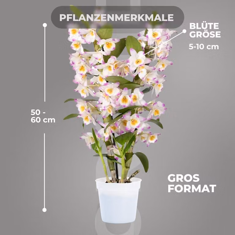 Dutch Bulbs Dendrobium Nobile Pink Passion Orchideeën - 2 grote kamerplanten met bloemen en geur - Hoogte: 30-40 cm