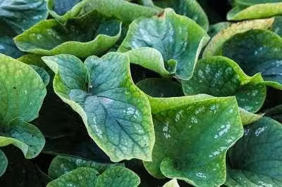 6 x Brunnera macrophylla White Zebra Kaukasische vergeet-mij-niet, pot van 9 x 9 cm, GRDplanten