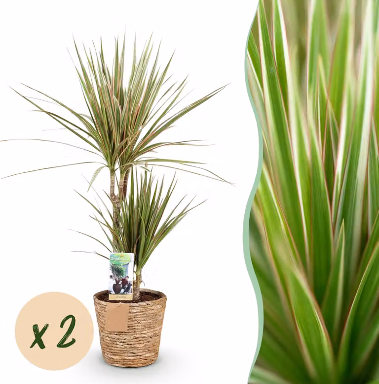 Pflanzenboutique Dracaena Sunray Drakenbloedboom met mand - Groen - 2 stuks - Hoogte: 70-75 cm, Diameter: 17 cm