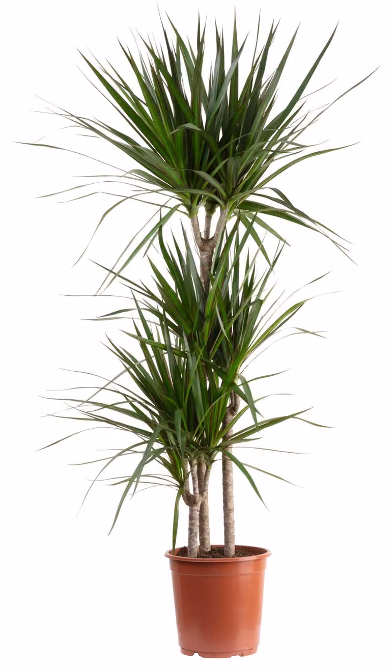 Dracaena marginata Drakenboom met 3 stengels - Hoogte: 120 cm, Potdiameter: 21 cm