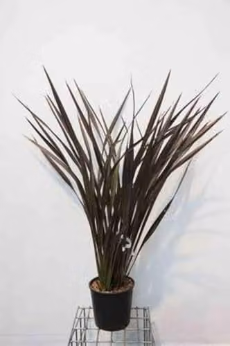 Phormium tenax Purpureum Nieuw Zeelands Vlas 60-80 cm in pot