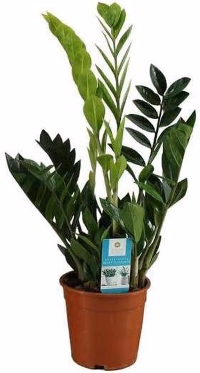 Kamerplant Zamioculcas - Groen - Hoogte: 65 cm
