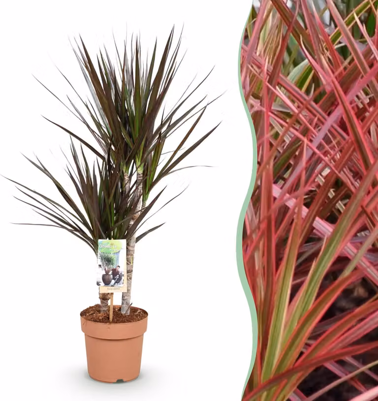 Dracaena Magenta Drakenbloedboom van Pflanzenboutique - Groen - Hoogte: 70-80 cm, Diameter: 17 cm - Kamerplant